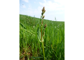 Wiesen-Sauerampfer (Rumex acetosa) - © Philipp Sengl